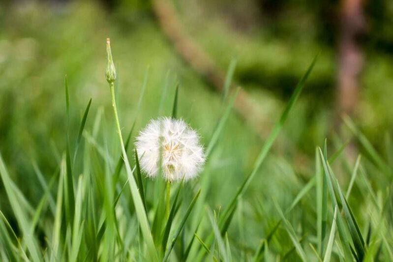 Löwenzahn ist ein beliebtes Mittel gegen Krampfadern